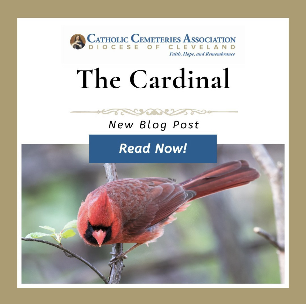The Cardinal blog